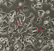 金年会平台-关于x乧?8?&amp;,胞摫"氒瞸"?閽婽,的信息